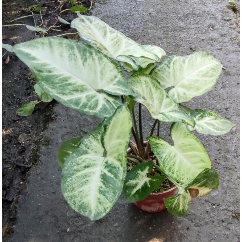 綠精靈合果芋盆栽3吋盆天南星科室內植物觀葉植物淨化空氣 蝦皮購物