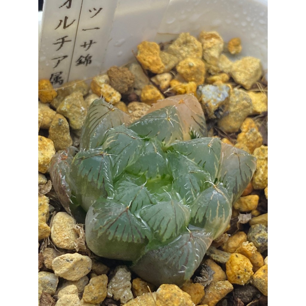 百合科 ハオルチア Haworthia 夏祭オブツーサ錦h6 蝦皮購物