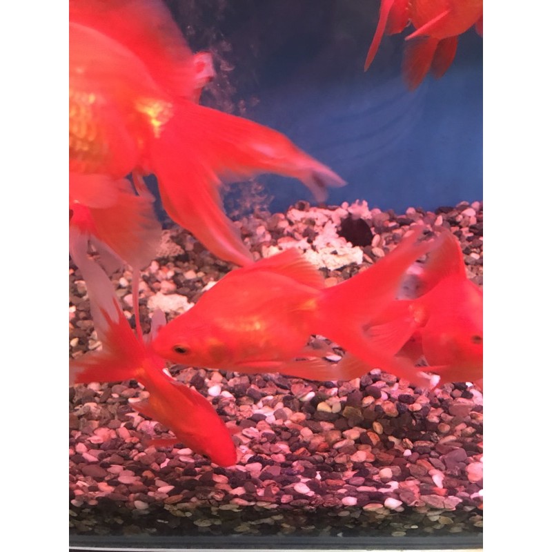 招財魚日本研發琉金金魚全部特價190元13 15公分 蝦皮購物