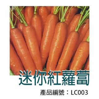 【醬米資材】DIY種子栽種 成就滿滿~紅蘿蔔(小型)