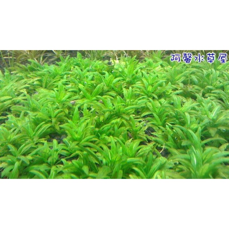 阿馨水草屋 水草造景 袖珍青葉柳 5株60元 可當前景草皮 水族景觀設計造景裝飾水族箱真的水草缸專賣店 蝦皮購物
