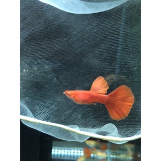 魚匠 懸浮式多功能隔離盒 繁殖箱 隔離箱 產子盒 孵化箱 產卵盒 孔雀魚 仔魚 幼魚 鬥魚 小魚產房 仔魚產房 蝦皮購物