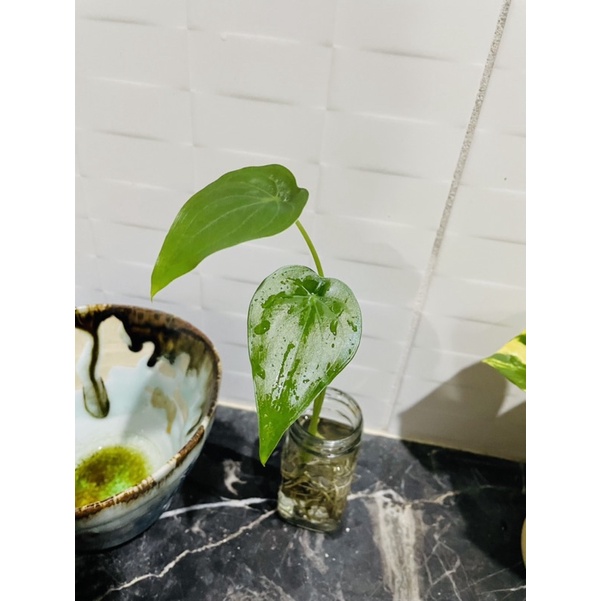 水耕植物的價格推薦第 頁 21年8月 比價比個夠biggo