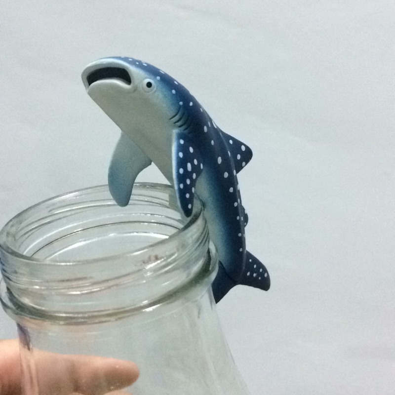 沖繩 杯緣子 鯨鯊