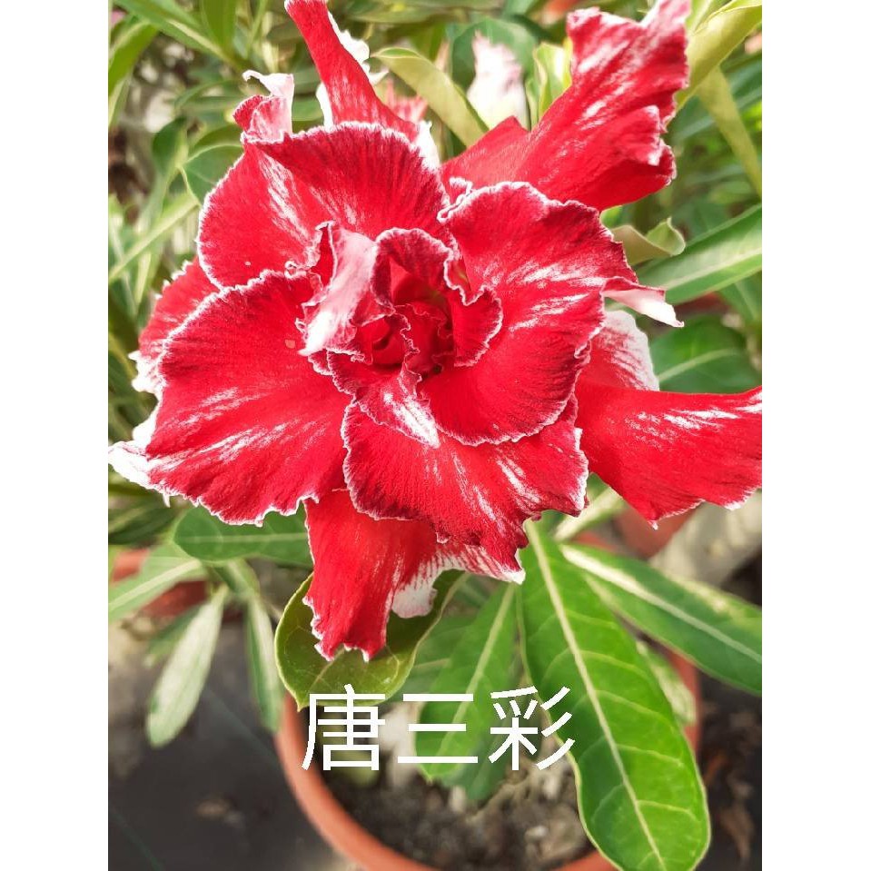 快樂小花農沙漠玫瑰唐三彩多肉植物5吋盆栽淨化空氣風水植物下單前 請先看下面的說明欄喔 謝謝你 蝦皮購物