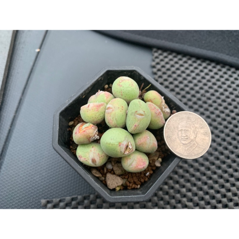 肉錐番杏科雛鳩群生尚未脫皮 蝦皮購物