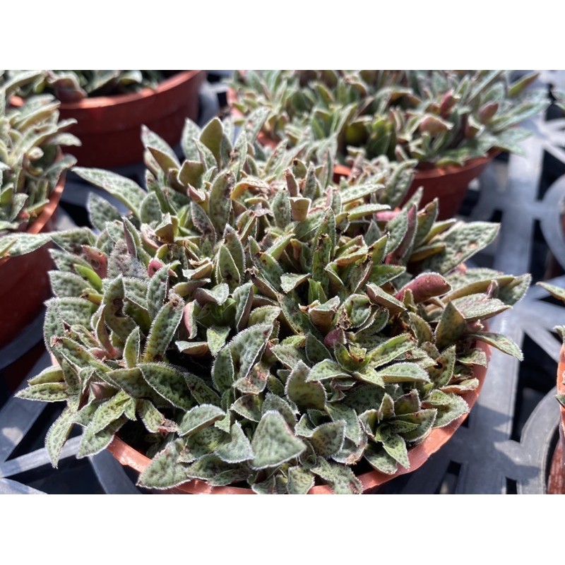 多肉好好買多肉植物花簪 蝦皮購物