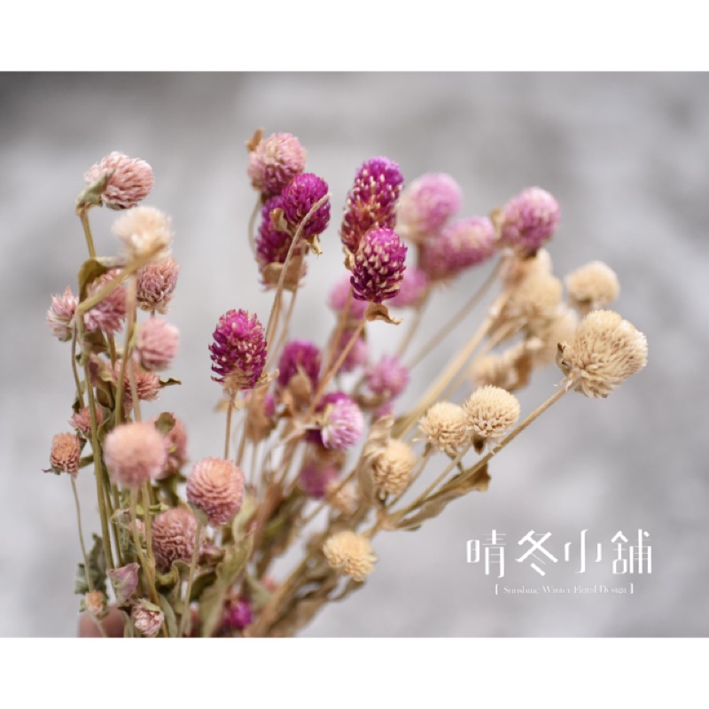千日紅 優惠推薦 21年7月 蝦皮購物台灣