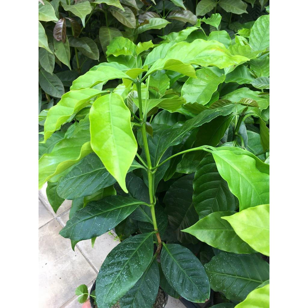 瓜地馬拉 紅波旁 咖啡樹苗 Guatemala Red Bourbon Coffee Seeding
