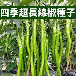 超長香辣青線椒種子 薄皮特長早熟種籽 紅線椒種子 春秋種植蔬菜種子 陽臺盆栽 四季播辣椒種子 蔬菜種子