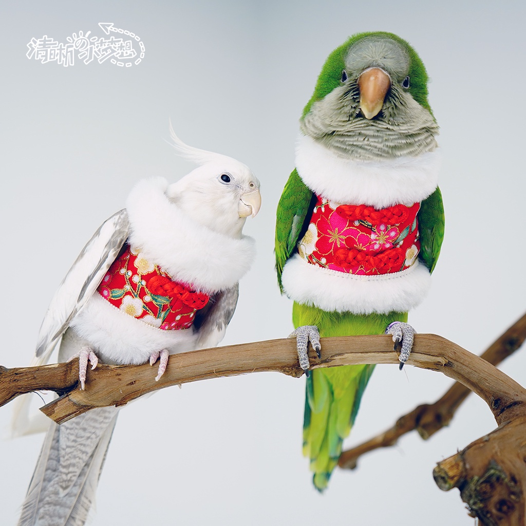 飛行衣 鸚鵡尿布 鸚鵡飛行衣 鳥尿布 和尚鸚鵡 鳥尿布衣 寵物玄鳳 小型鸚鵡鳥衣服 保暖飛行服 新年裝拜年服旗袍