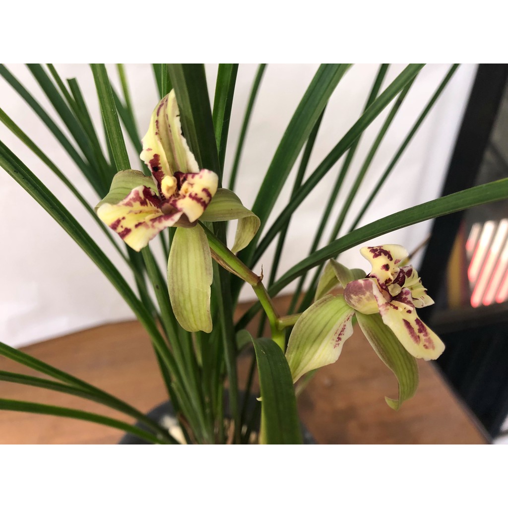 國蘭蘭花春劍桃園三結義此盆約3枝 蝦皮購物