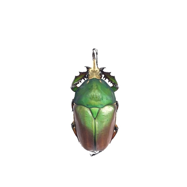烏干達角金龜 花金龜 不可動模型 標本 乾貨 單公 甲蟲 成蟲