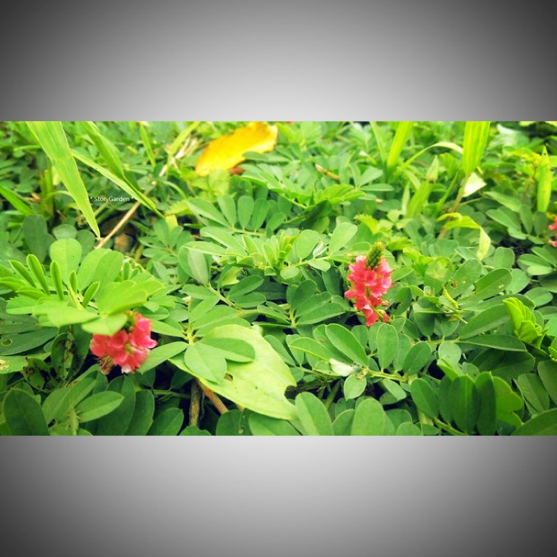 Storygarden 地被植物 新上架 倒卵葉木藍 插穗枝條 蝦皮購物