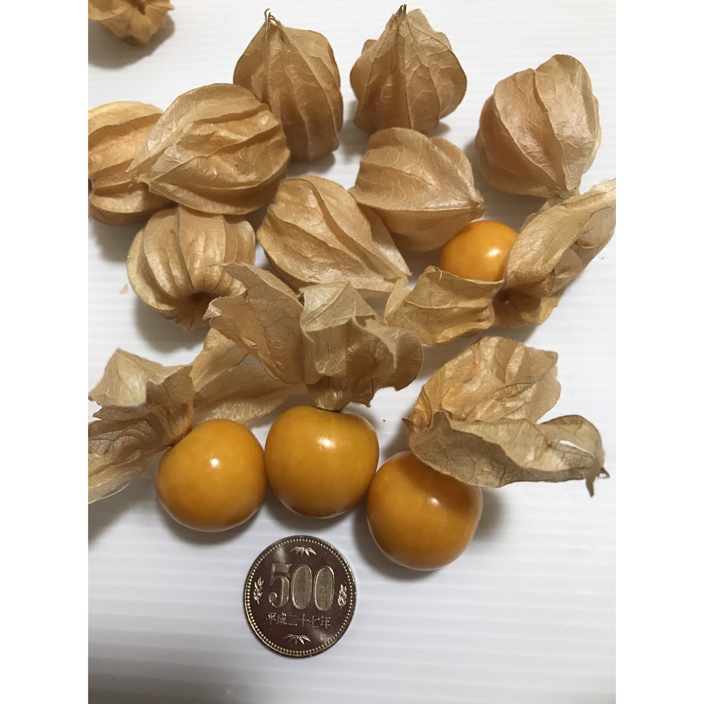 日本大果黃金莓 種子 蝦皮購物