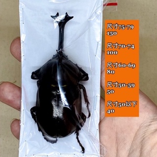獨角仙標本的價格推薦 21年8月 比價撿便宜