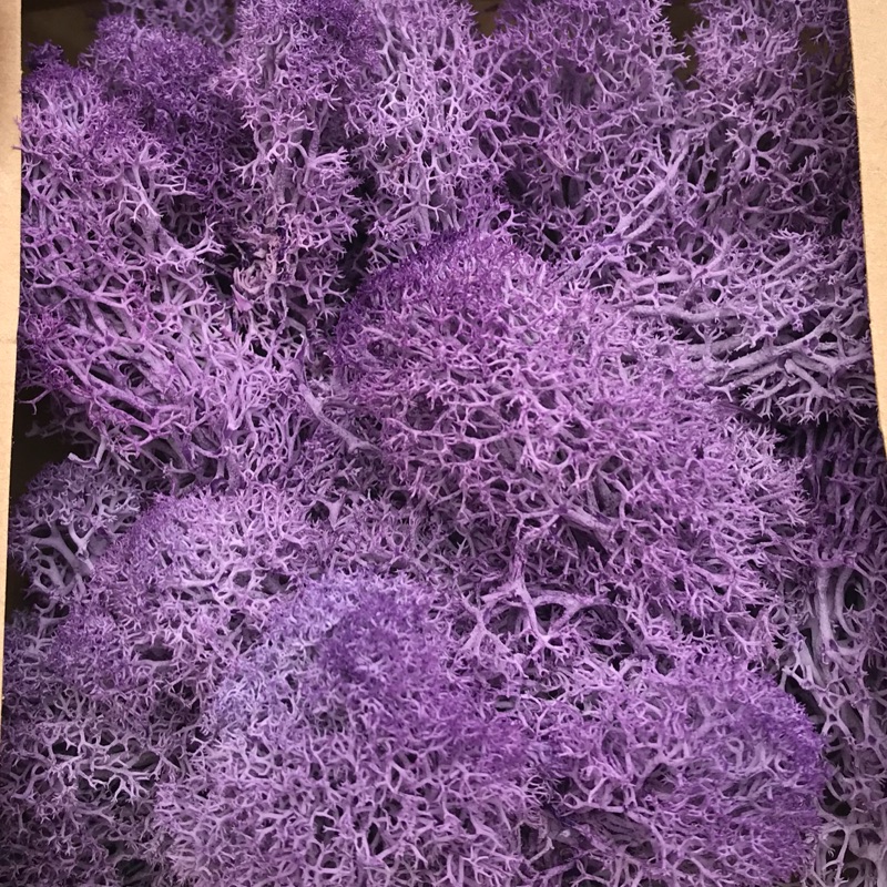 薰衣草紫 馴鹿草 苔草 Moss 草 水草 30克 65元 請務必參考商品描述 蝦皮購物