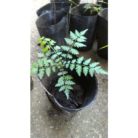 ~秀山農場~台灣欒樹苗~蜜源植物~(樹#236)~