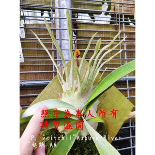 《柯比植物》 奧本河 銀鹿 澳銀 鹿角蕨 P. veitchii"Auburn River"奧銀 AR(亞猴 女王 象耳