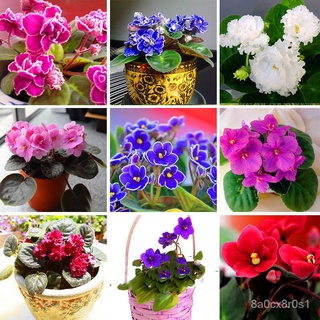 紫羅蘭花種子 紫羅蘭種籽 四季開花植物 花卉種子
