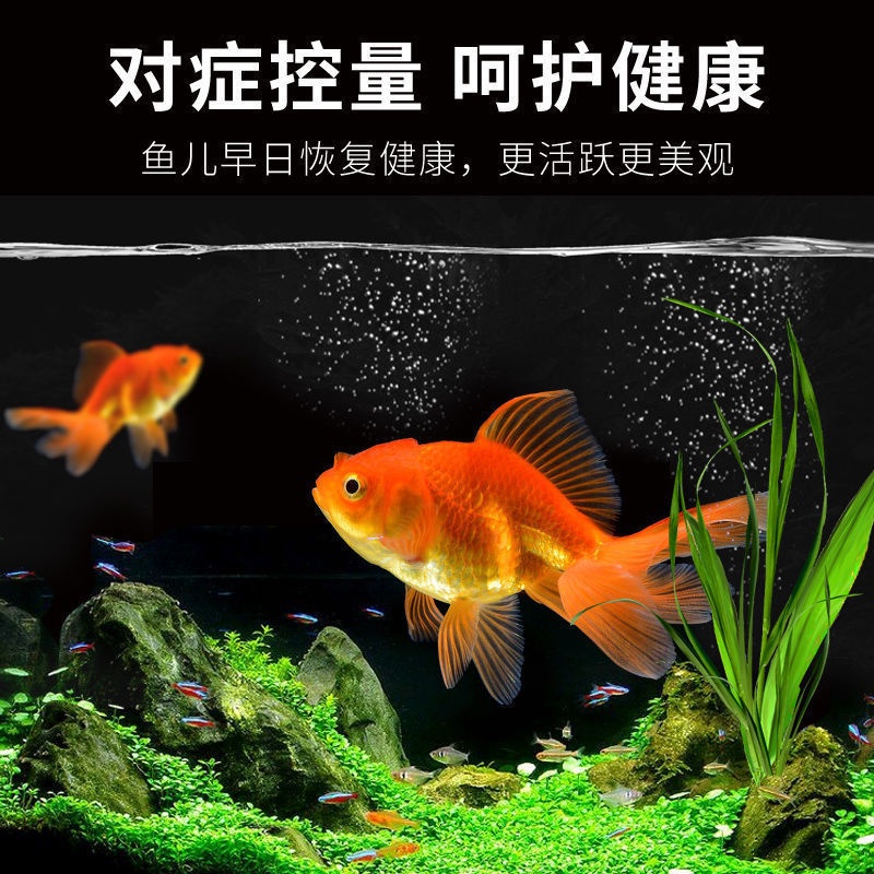 台灣發慶大黴素魚用金魚鸚鵡魚水霉病白毛白點腸炎用品殺菌消毒水族藥劑 蝦皮購物