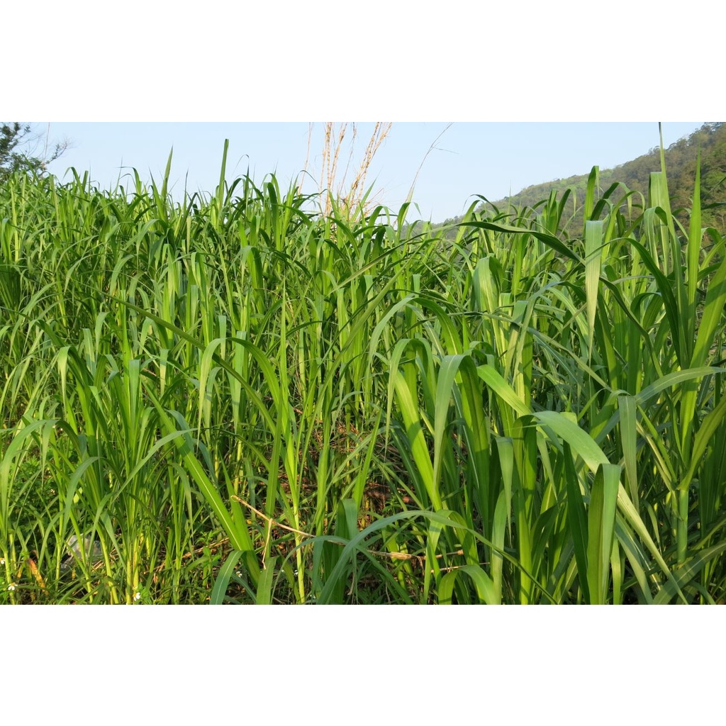 現摘現寄的新鮮牧草(狼尾草)，裸株(去葉剪莖)1株10元，葉含莖1公斤30元，全葉半公斤50元，運費60元起(離島另計)