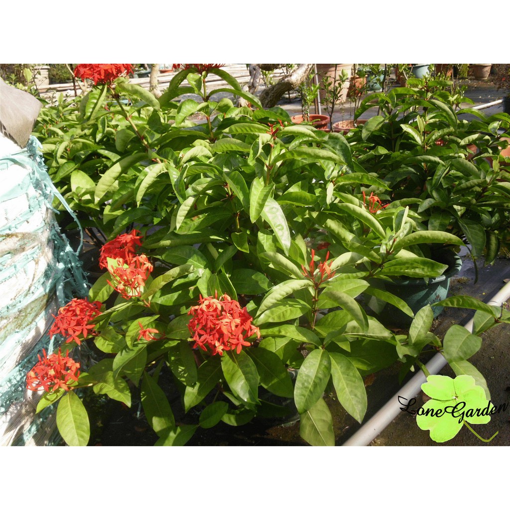 長榮 大王仙丹 6吋盆球型花花期長四季花卉像繡球花蝴蝶蜜源植物盆栽綠籬樹苗多年生植物觀賞花 蝦皮購物