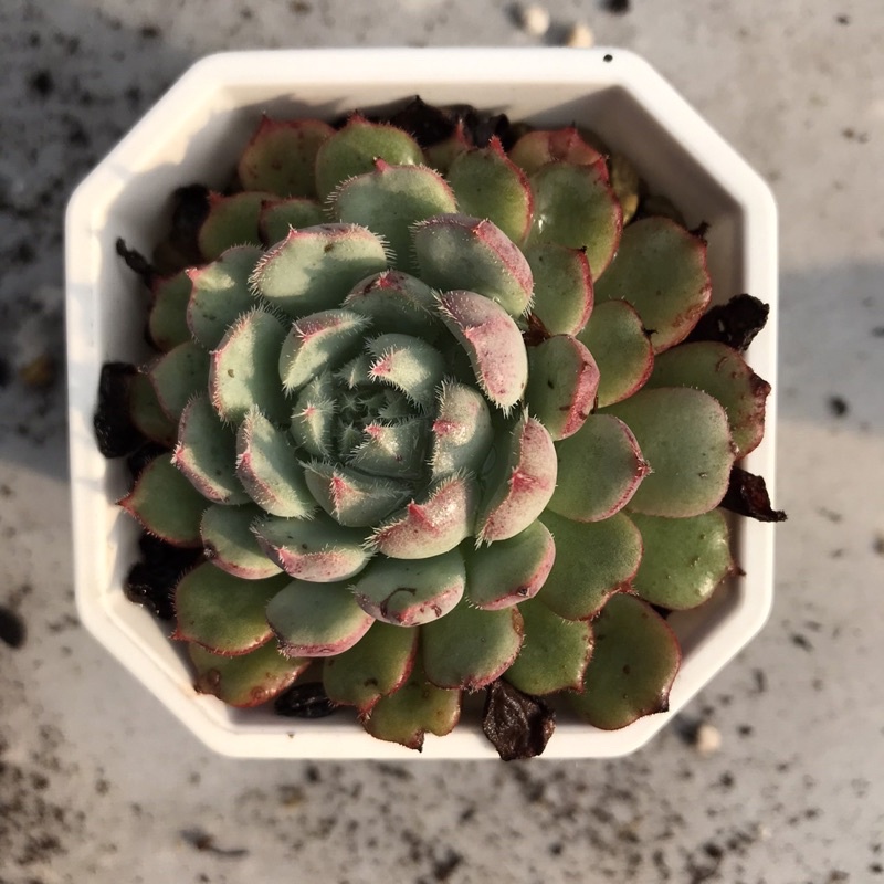 M0801 225多肉植物 寄せ植えに 8 12発送 Echeveria お名前つきません エケベリア 岡山在庫 韓国多肉植物 韓国苗 最高級のスーパー お名前つきません