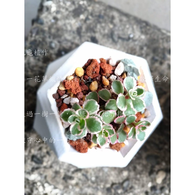 泥龜 多肉植物用土 夏型種 1l 3l 多肉專用土多肉土多肉介質辦公室植栽仙人掌植物園藝資材土壤介質 蝦皮購物