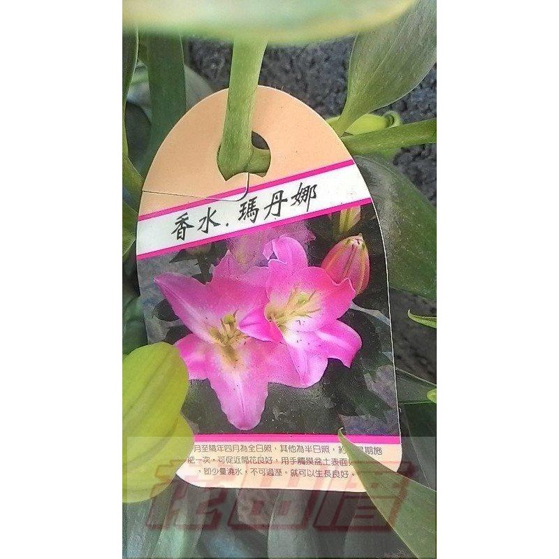 百合球根 Ptt Dcard討論與高評價網拍商品 21年11月 飛比價格