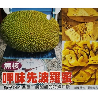 ☆麻絲園種苗☆ 新興果樹/呷味先波羅蜜