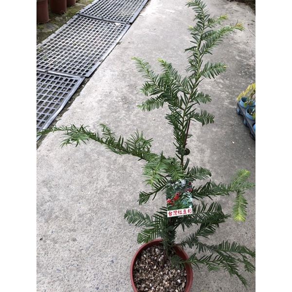 台灣原生種 紅豆杉 /5吋～🫘🌲常綠喬木