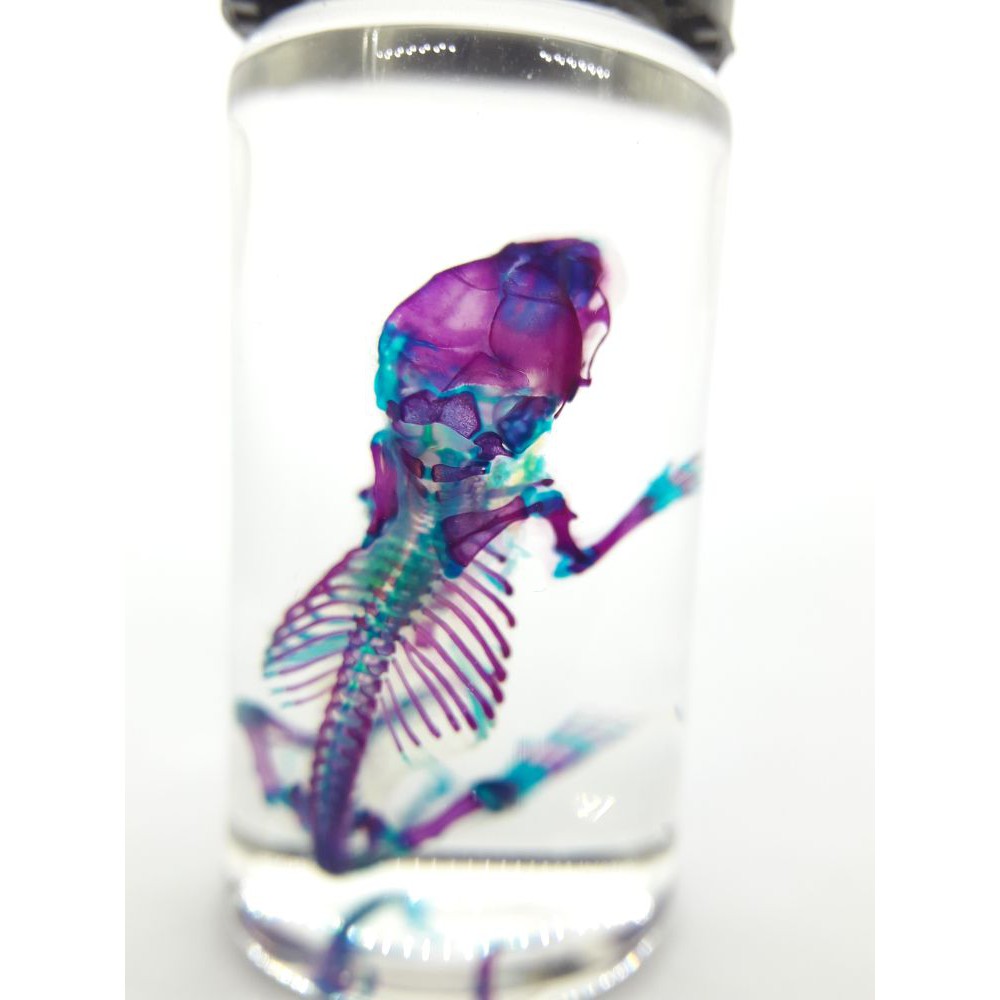 小白老鼠透明標本透明魚骨骼標本科學人的日常 蝦皮購物