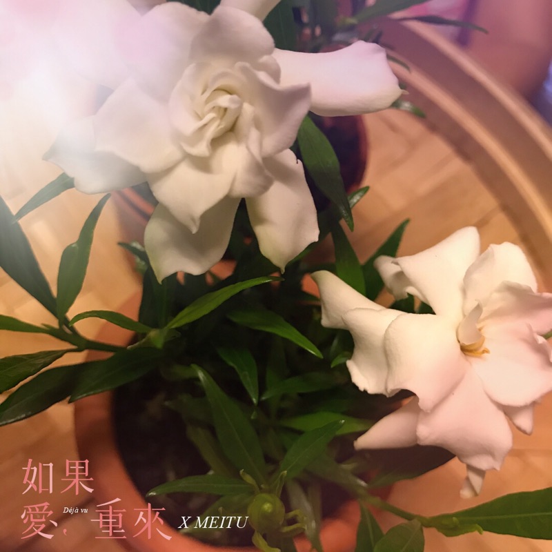 人非草木 綠水梔子花 喜代玉 蝦皮購物