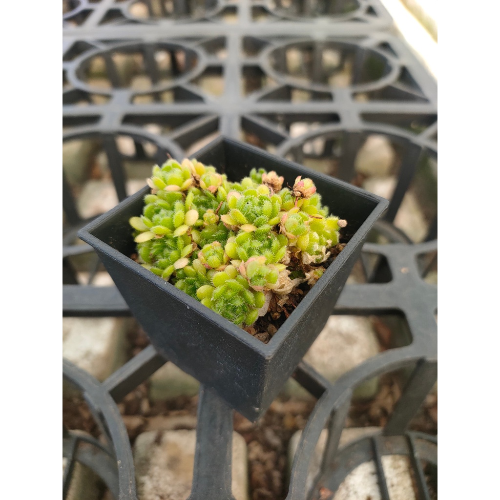開春多肉 花岩鞋 蝦皮購物