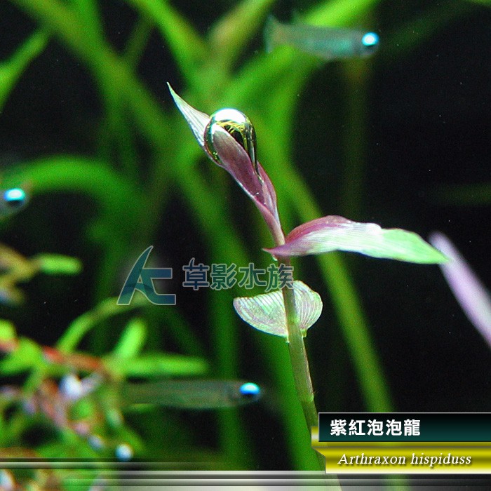 Ac草影 紫紅泡泡龍 兩株 蝦皮購物