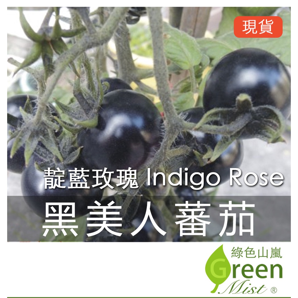 現貨- 黑美人蕃茄 (3粒種子) 正宗Indigo Rose靛藍玫瑰番茄 黑番茄 蕃茄種子 番茄種子蔬菜種子【綠色山嵐】