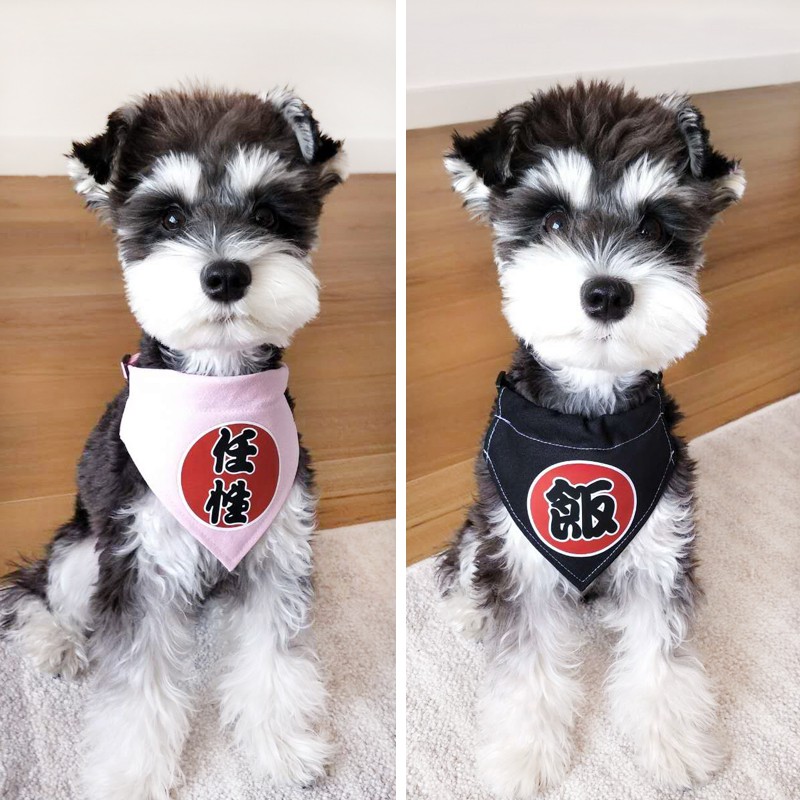 簡約舒適可愛寵物口水巾泰迪幼犬貓咪小狗狗三角巾圍巾口水兜圍嘴寵物飾品 蝦皮購物