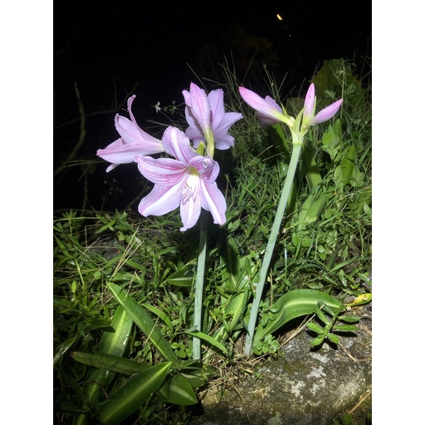 貳街 自家種植粉色孤挺花球根出貨葉子會剪掉 9 10月開花期 蝦皮購物