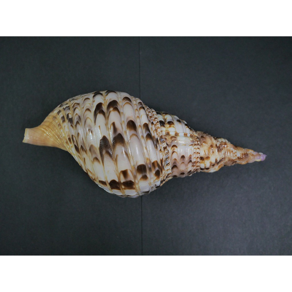 【現貨 實拍】【露蝦】大法螺255mm(超CP值 值得收藏 品項如圖) 貝殼 神奇海螺 標本 活化石 聚財擺設 四大名螺