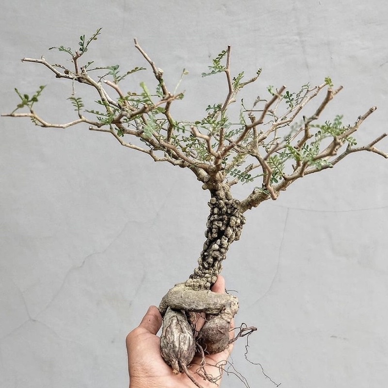 Operculicarya Pachypus 象足漆樹根插苗塊根 蝦皮購物