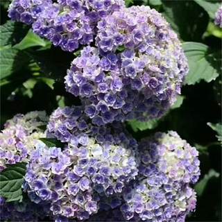 紫陽花 優惠推薦 22年7月 蝦皮購物台灣