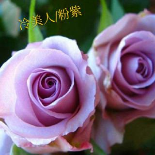 月季蔓性玫瑰花種籽自售 蝦皮購物