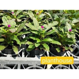 千日紅 優惠推薦 22年9月 蝦皮購物台灣