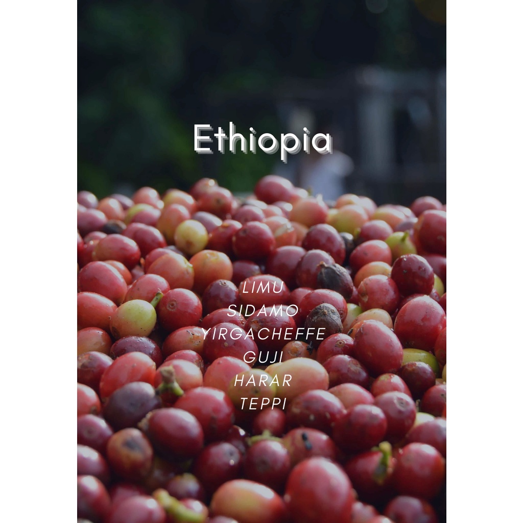 D.M Taste caf'e - 衣索比亞 咖啡豆 耶加雪菲 古吉 西達摩 河馬合作社 潔蒂普星空  /直火烘焙