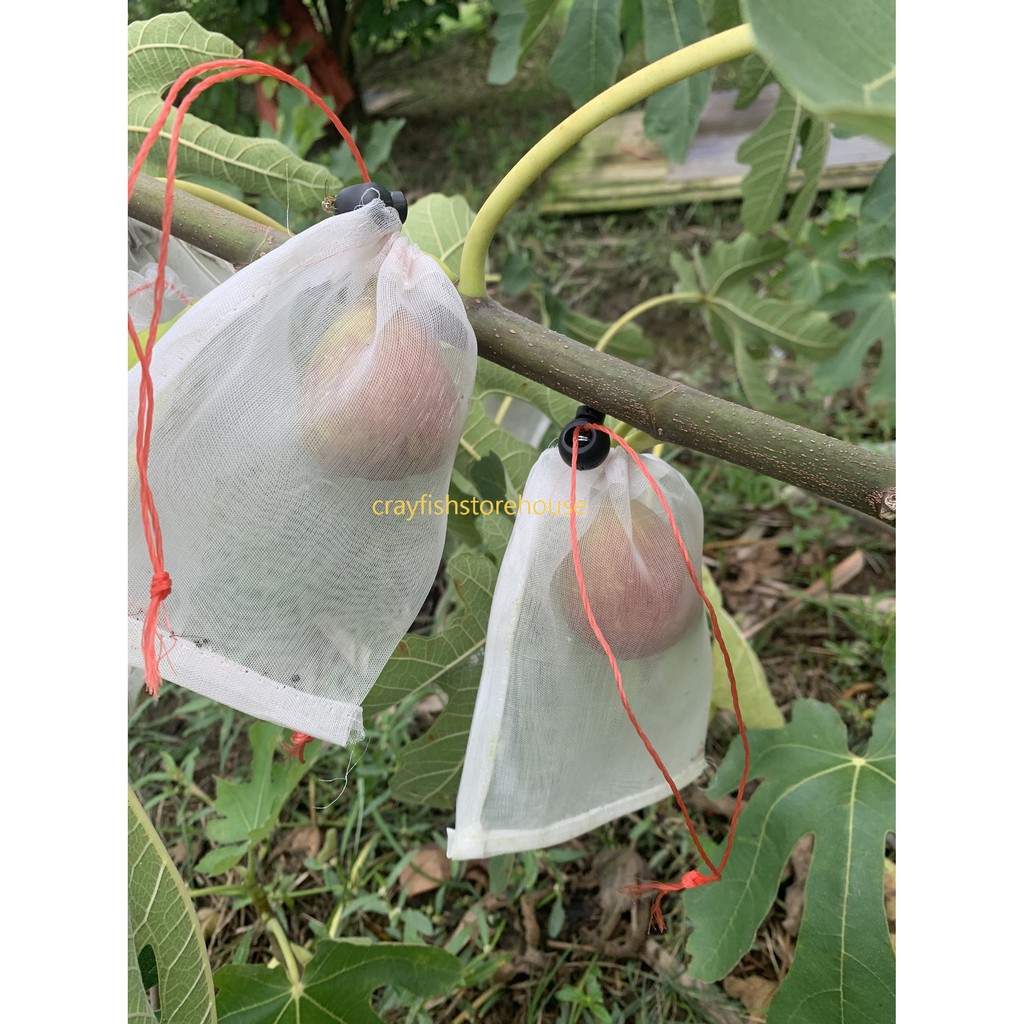 買尼龍網袋送彈簧釦」防蟲 鳥 透氣 通風  晾曬 耐曬 套網 紗網 套袋 包裝袋 浸種子 火龍果 蔬菜 水果