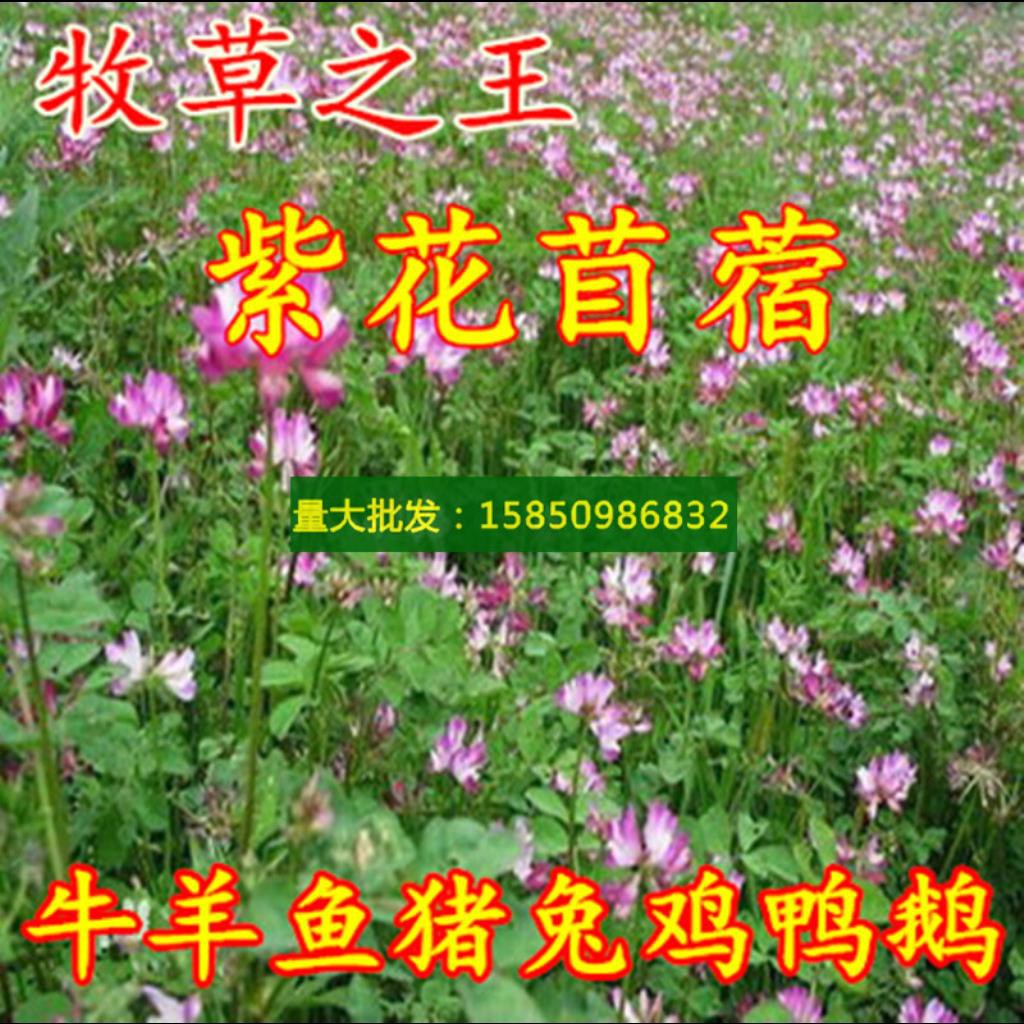 特價種子紫花苜蓿種子黃花苜蓿種子草木犀種子草木樨種子牧蓿草苜蓿草種子 蝦皮購物