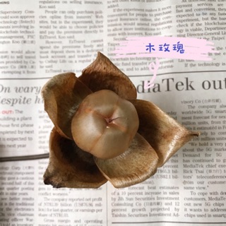 永生花木質的價格推薦 21年10月 比價撿便宜