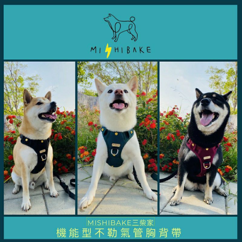 轉賣♥️MISHIBAKE三柴家柴犬 2.0 可全拆式H型寵物胸背帶xs黑色 防暴衝 不勒氣管 防掙脫