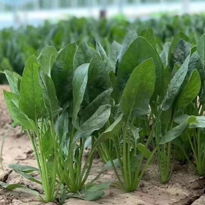 菠菜種子蔬菜種子小葉菠菜大葉菠菜種子菠菜 蝦皮購物